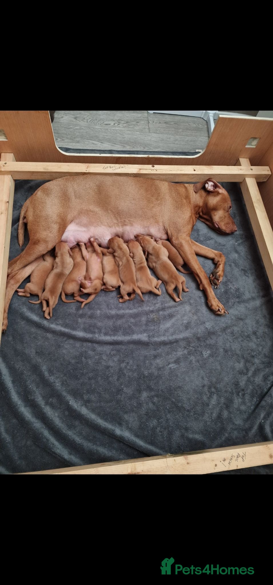Hungarian Vizsla dogs for sale: Hungarian Vizsla Puppies KC Registered - Advert 1
