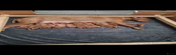 Hungarian Vizsla dogs for sale: Hungarian Vizsla Puppies KC Registered - Advert 1