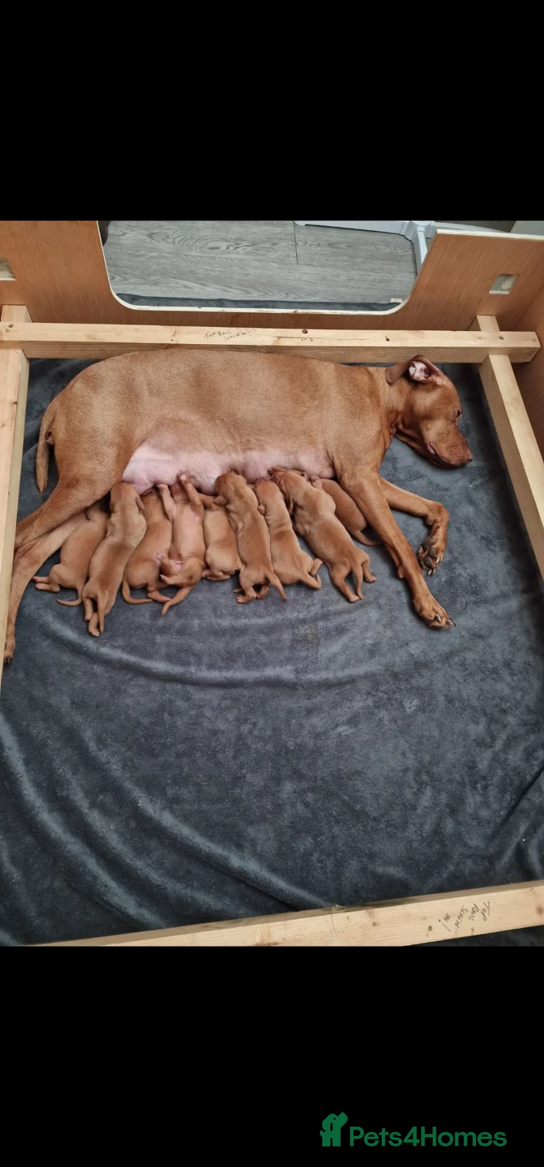 Hungarian Vizsla dogs for sale: Hungarian Vizsla Puppies KC Registered - Advert 1