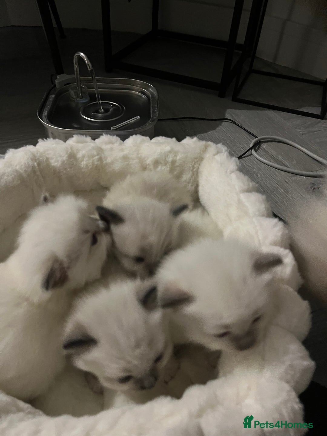 Ragdoll cats for sale: Ragdoll kittens ready in December - Advert 5