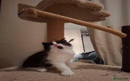 Mixed Breed cats for sale: seven funny kittens - Image 32