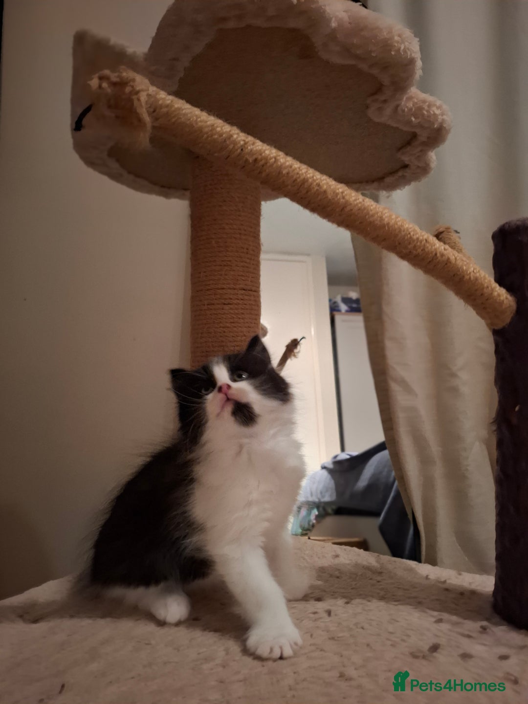 Mixed Breed cats for sale: seven funny kittens - Image 32