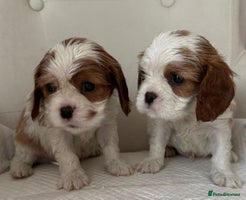 Cavalier King Charles Spaniel dogs One little boy left - Advert 15