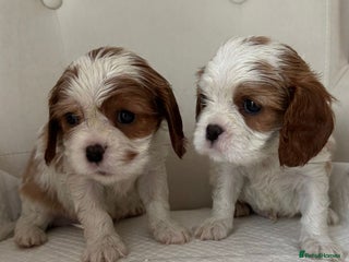 Cavalier King Charles Spaniel dogs One little boy left - Advert 6