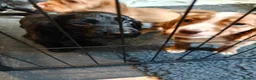 Cocker Spaniel dogs for sale: Cocker spaniel puppies (2 male available) in Alfreton - Advert 3