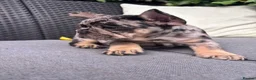French Bulldog dogs for sale: **REDUCED**RAINBOW LITTER FRENCH BULLDOGS - Advert 3