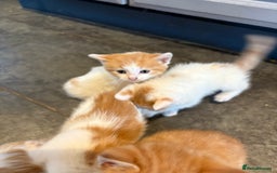 Mixed Breed cats for sale: Home Reared Kittens - Image 3