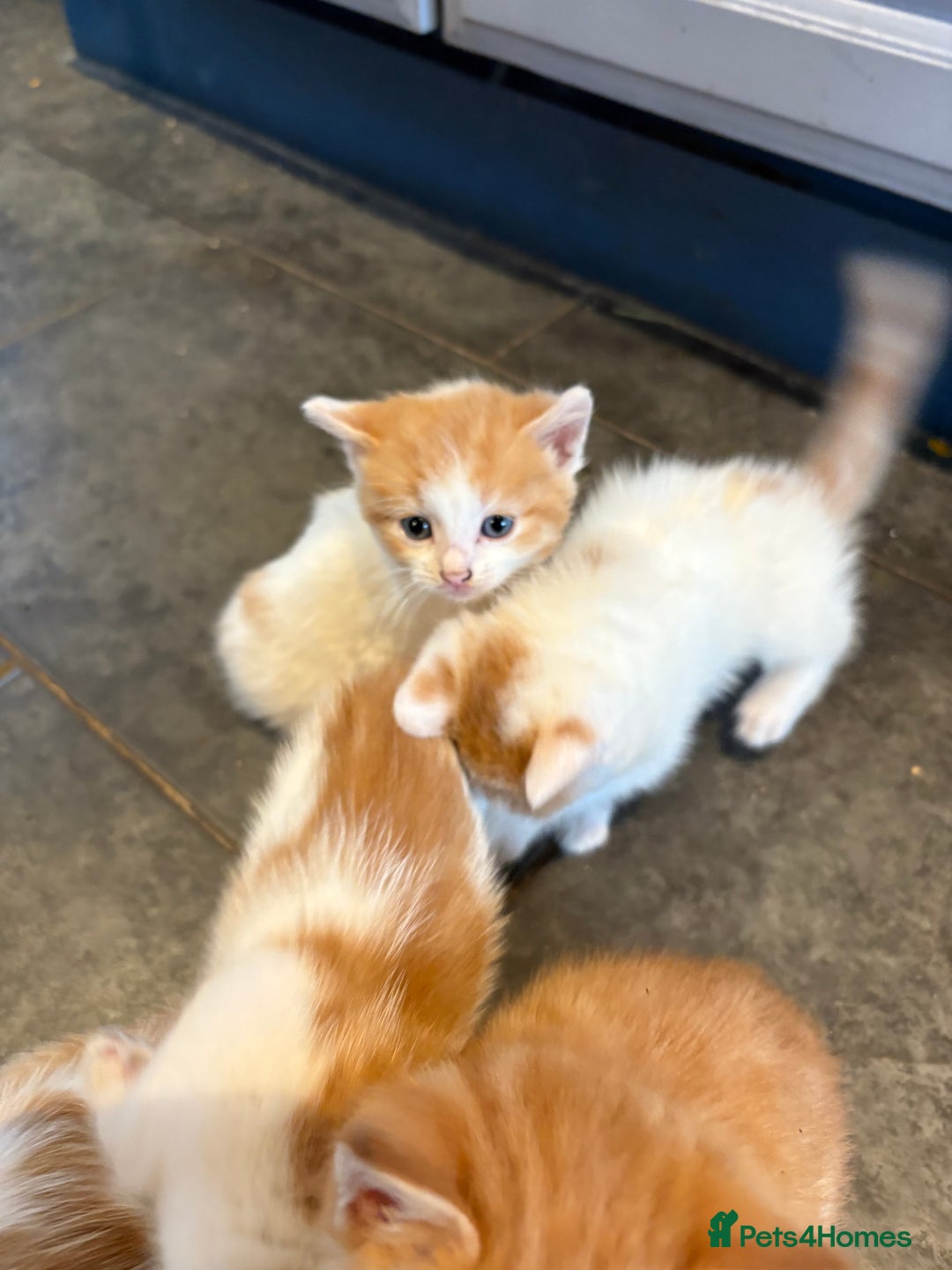 Mixed Breed cats for sale: Home Reared Kittens - Image 3