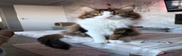 Mixed Breed cats for sale: Rehome - Advert 3