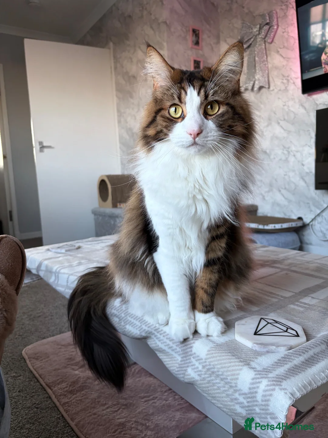 Mixed Breed cats for sale: Rehome - Advert 3