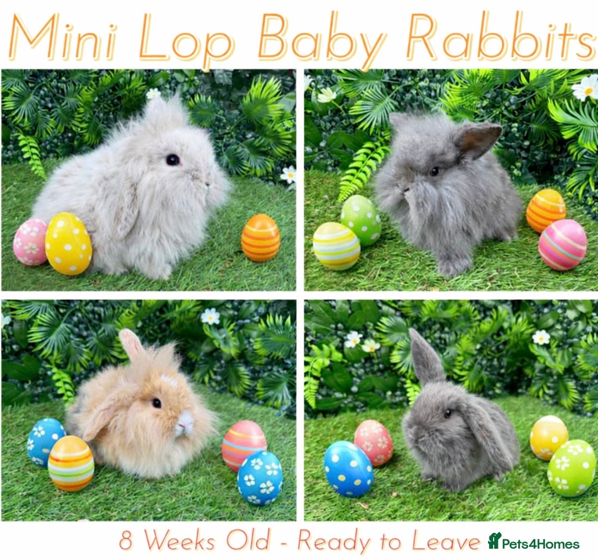 Mini Lop rabbits Mini lop rabbits 8 weeks old  - Advert 8