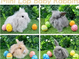 Mini Lop rabbits Mini lop rabbits 8 weeks old - Advert 8