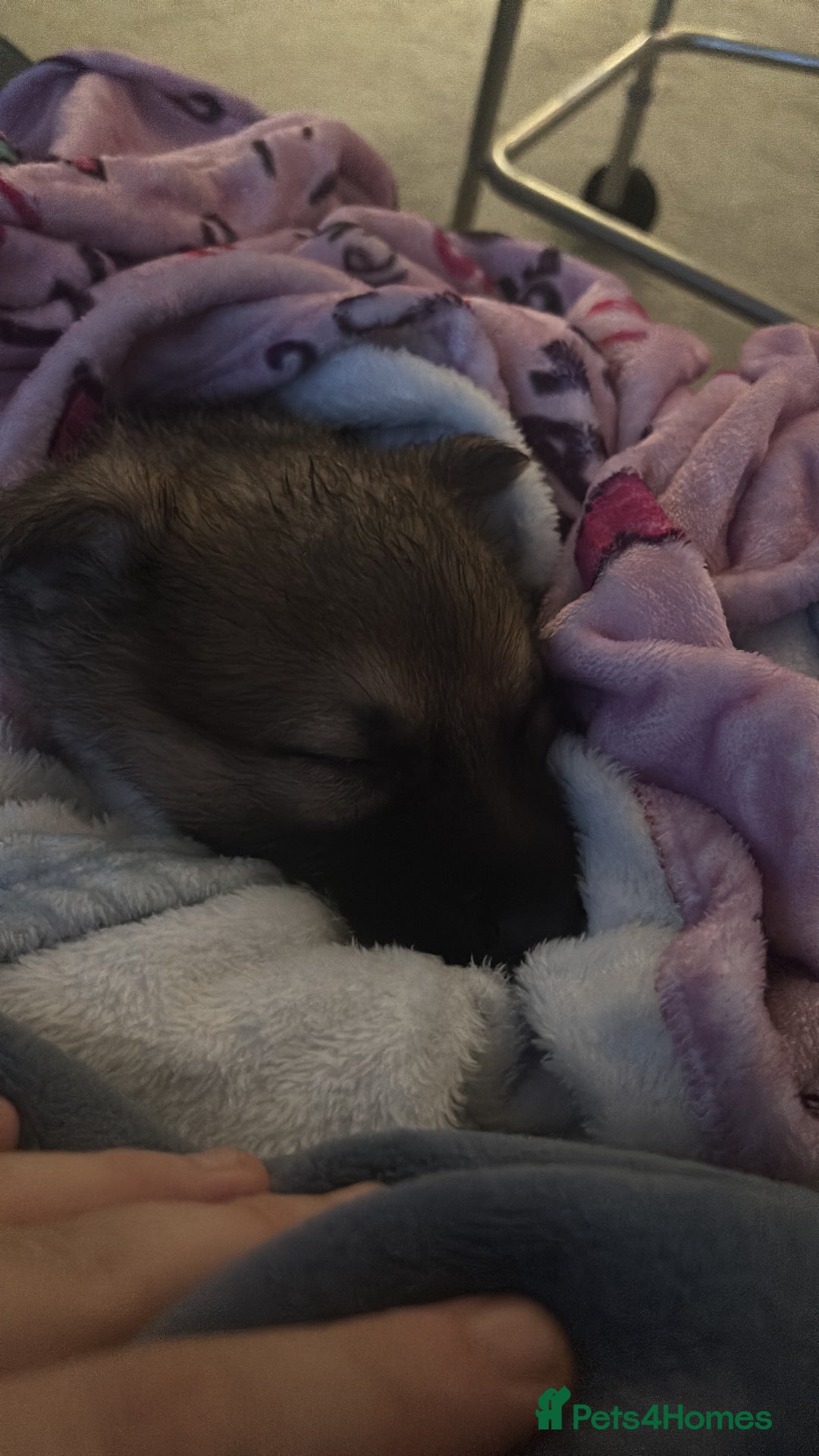 German Shepherd dogs for sale: German shepherd puppy - Advert 2