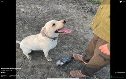Labrador Retriever dogs for sale: Labrador retriever  - Image 9