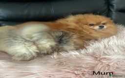 Pomeranian dogs for sale: 🔥Very Tiny(450gr)🧸Top Quality 💎 - Advert 18