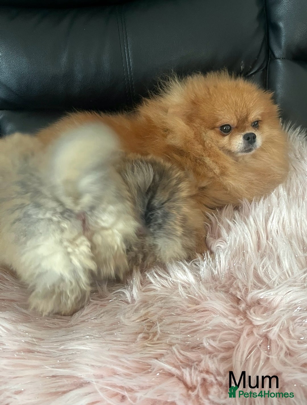 Pomeranian dogs for sale: 🔥Very Tiny(450gr)🧸Top Quality 💎 - Advert 18