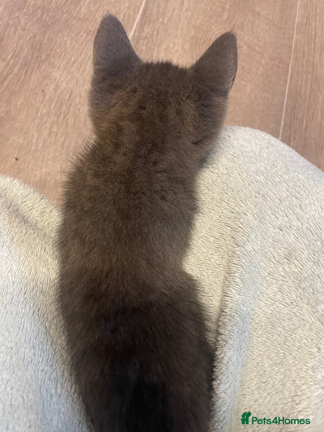 Domestic Shorthair cats for sale: 2 adorable girl kittens for sale  - Advert 9