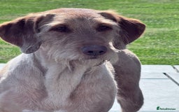 Labradoodle dogs for sale: F1b Labradoodle puppies - Image 8