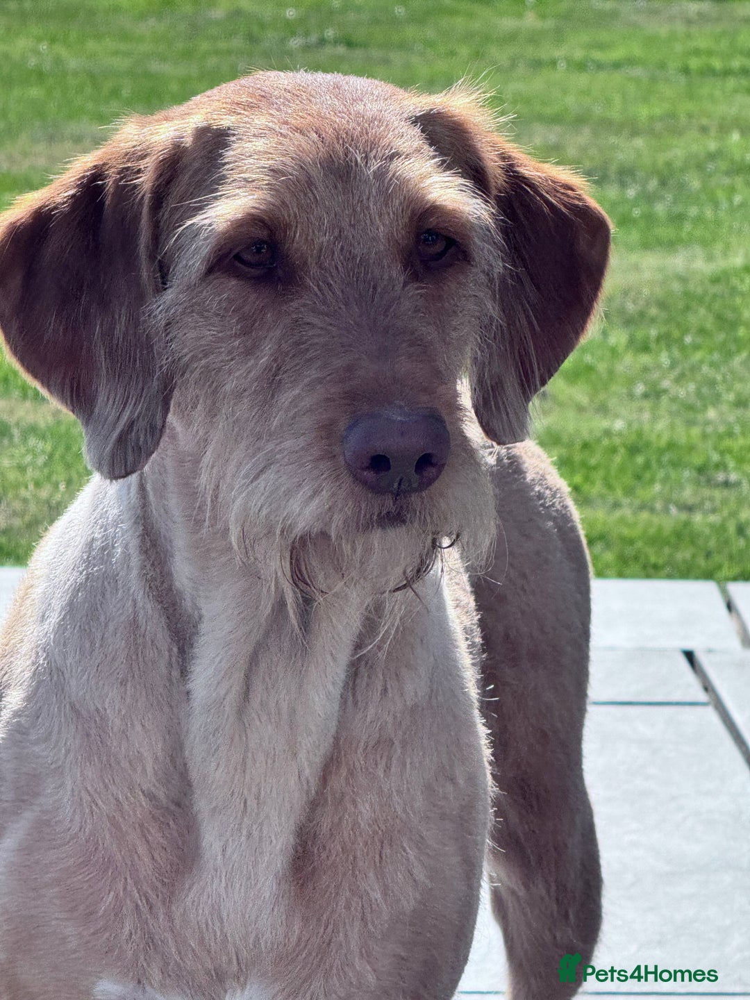 Labradoodle dogs for sale: F1b Labradoodle puppies - Image 8