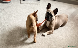 French Bulldog dogs for sale: French Fluffy Bulldogs 2 X Females  - Image 6
