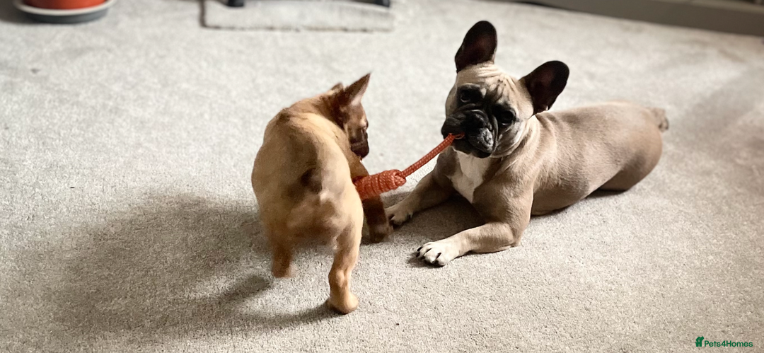 French Bulldog dogs for sale: French Fluffy Bulldogs 2 X Females  - Image 6