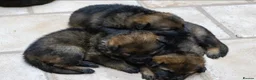 German Shepherd dogs for sale: ** Elite Working GSDs – KC Reg, Health Tested ** - Advert 13