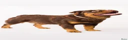 Olde English Bulldogge dogs for stud: MAMMUT OLDE ENGLISH BULLDOG STUD in Halifax - Advert 6