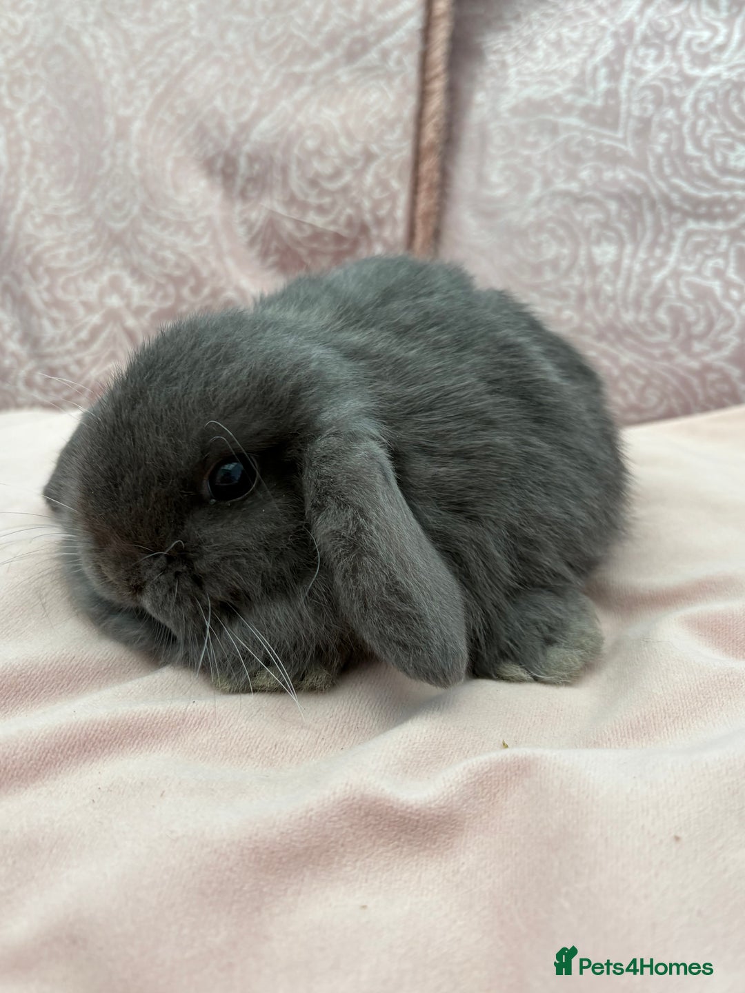 Mini Lop rabbits for sale: Beautiful mini lop bunnies  - Advert 6