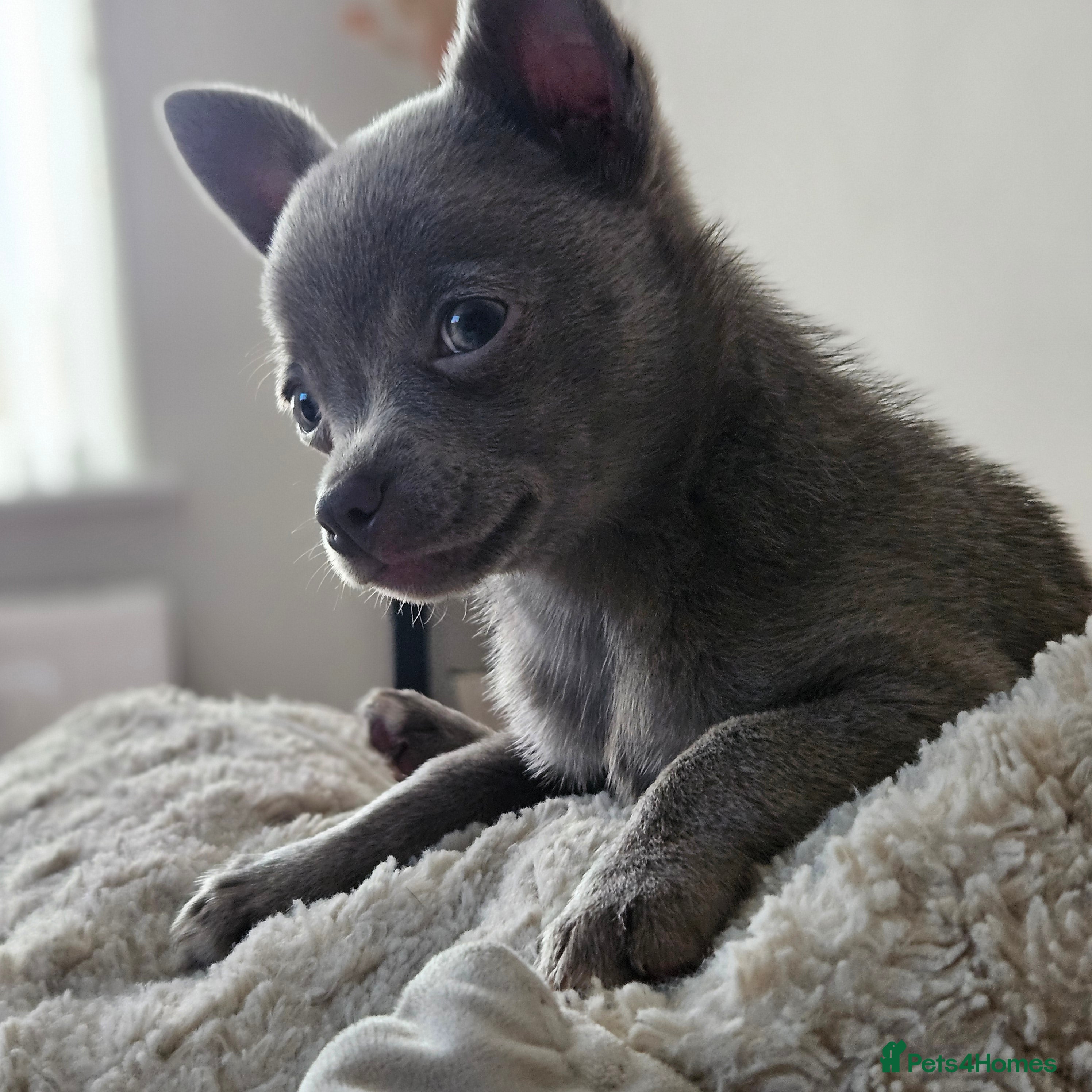 Chihuahua dogs Blue chihuahua  in Treharris - Advert 1