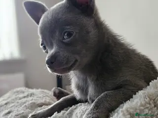 Chihuahua dogs Blue chihuahua in Treharris - Advert 1