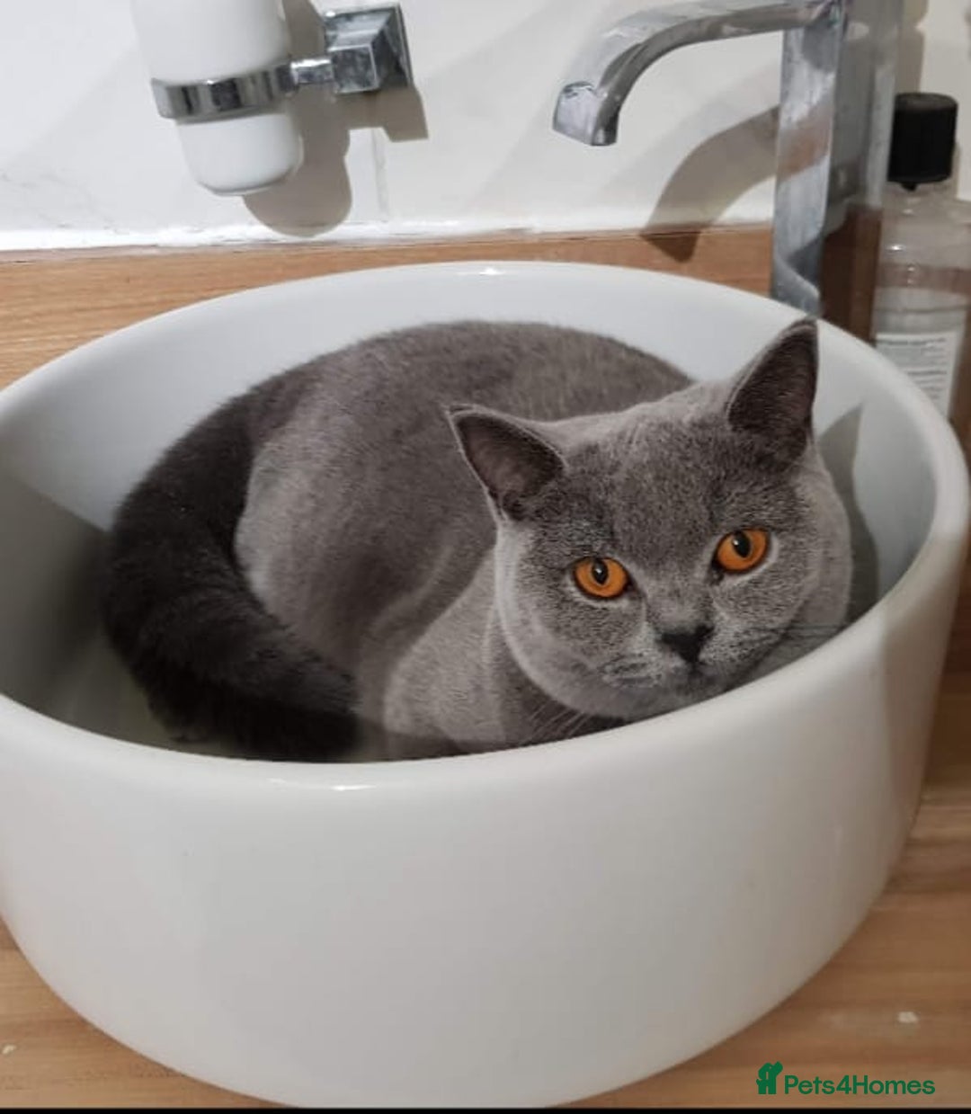 British Shorthair cats for sale: ❤️💙Last 2 Kittens ● TICA Reg ● BSH ●Colorpoints ✨ - Image 18