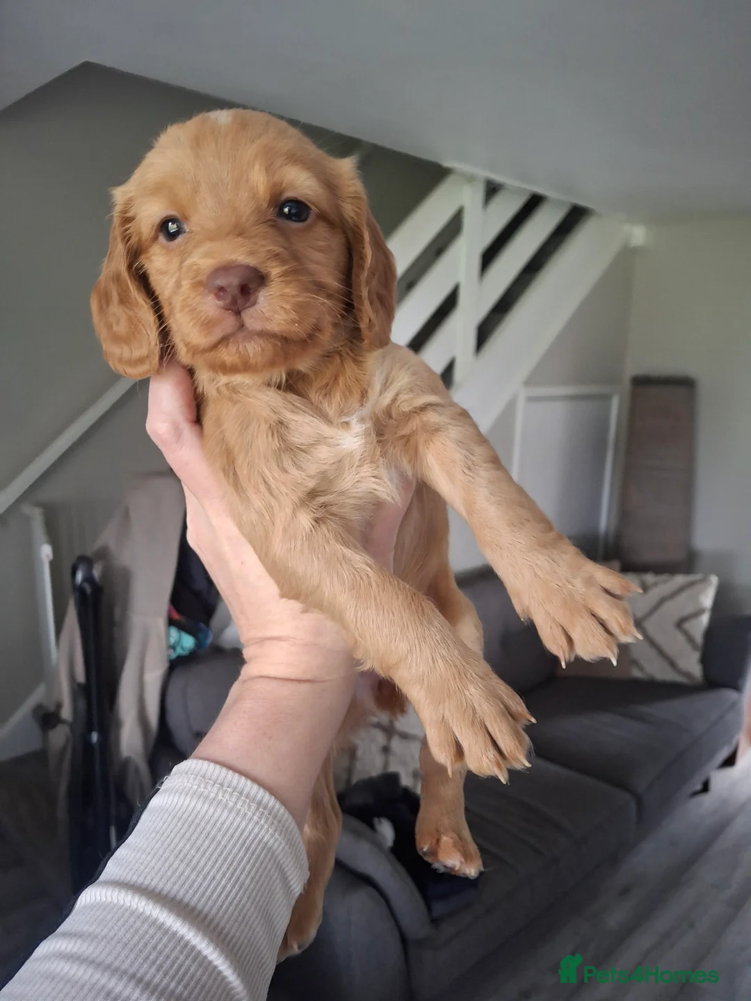 Cocker Spaniel dogs for sale: Cocker spaniel puppies  in Houghton le Spring - Advert 1