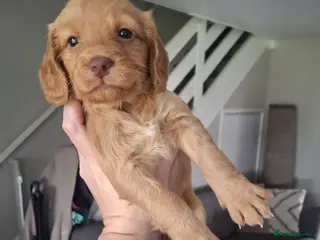 Cocker Spaniel dogs Cocker spaniel puppies - Advert 4