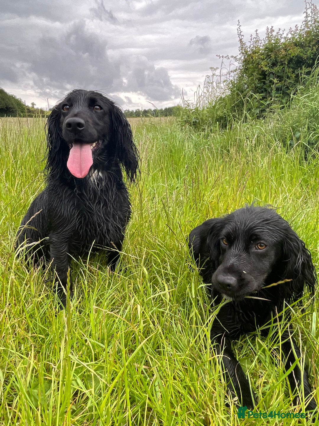 Cocker Spaniel dogs for sale: Kc registered Working cocker spaniel puppies  - Advert 2