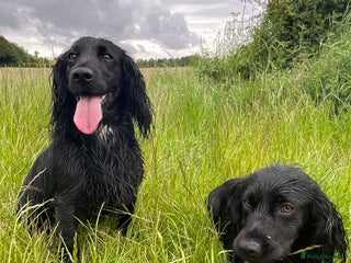 Cocker Spaniel dogs Kc registered Working cocker spaniel puppies - Advert 16