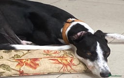 Greyhound dogs for sale: Louie loving house trained greyhound laid back - Image 5