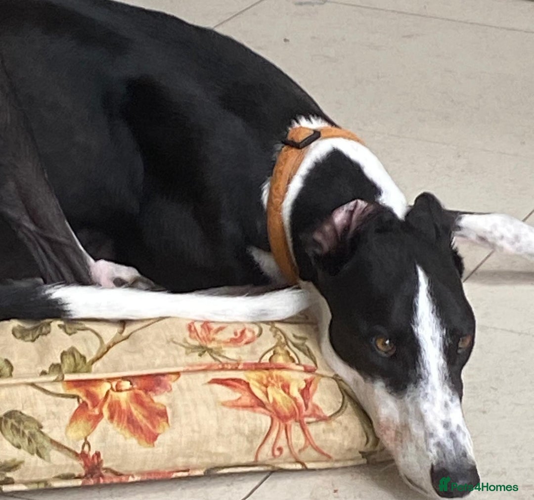 Greyhound dogs for sale: Louie loving house trained greyhound laid back - Image 5