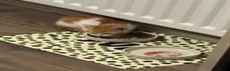 Mixed Breed cats for sale: Kitten - 9 weeks - Advert 4