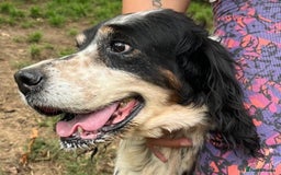 English Setter dogs for adoption: Rayo  - Image 9
