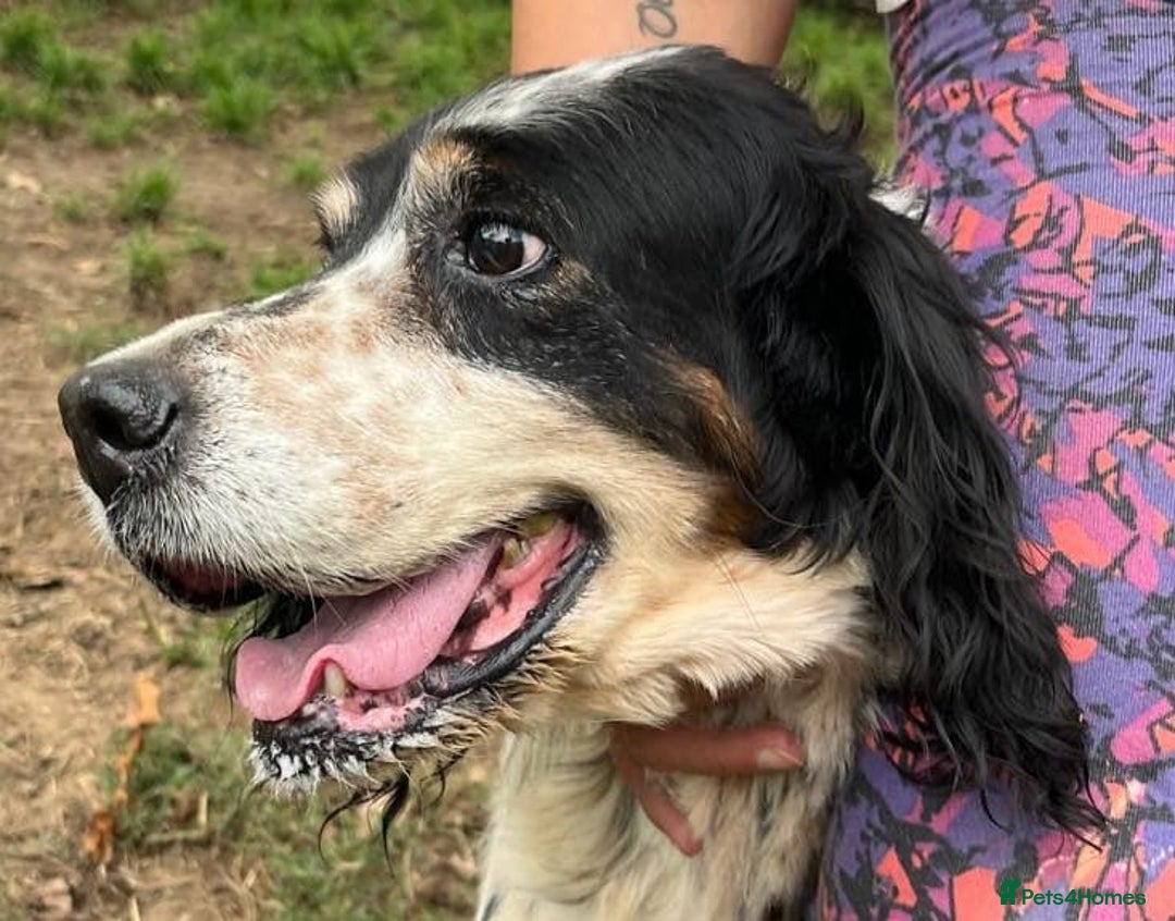 English Setter dogs for adoption: Rayo  - Image 9