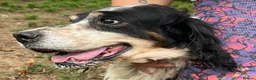 English Setter dogs for adoption: Rayo  in Rochester - Advert 9