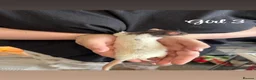 Rat rodents for sale: Baby rats  in Trowbridge - Advert 23