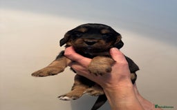 Cocker Spaniel dogs for sale: Cocker Spaniel puppies - Image 7