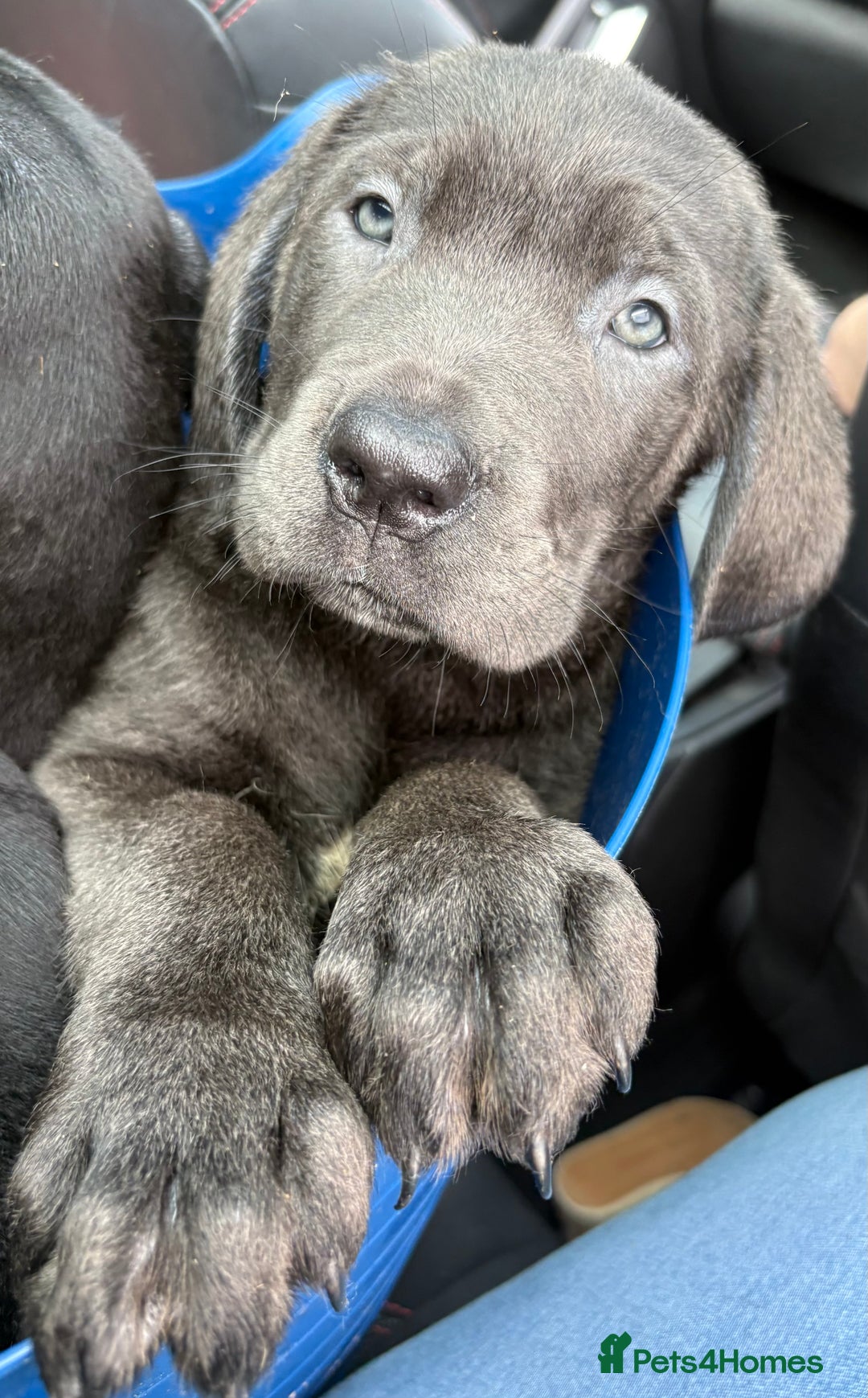 Cane Corso dogs for sale: 2 blue & 2 black cane corso girls! Can leave now🐾 - Image 9