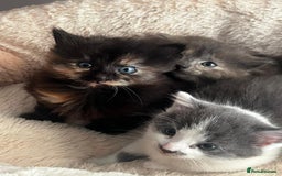 Mixed Breed cats for sale: 3 gorgeous kittens  - Image 1