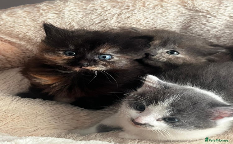 Mixed Breed cats - Advert 4