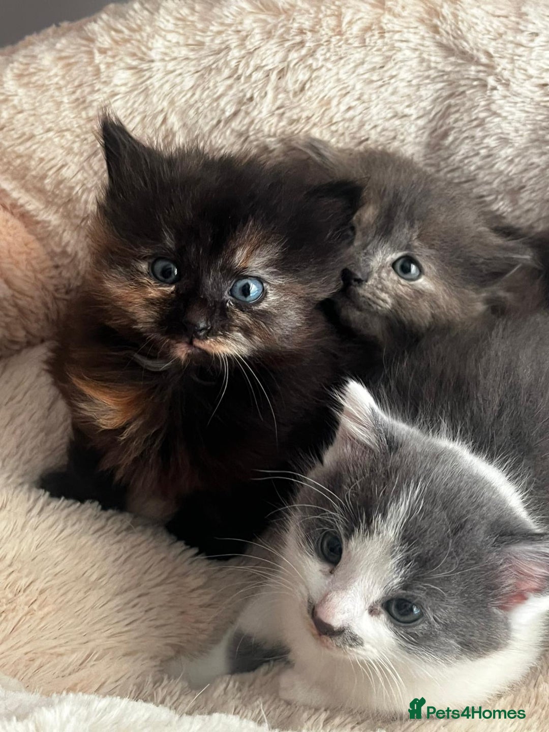Mixed Breed cats for sale: 3 gorgeous kittens  - Image 1