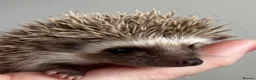 Pygmy Hedgehog rodents for sale: African Pygmy Hedgehog Ethically Bred  - Advert 2