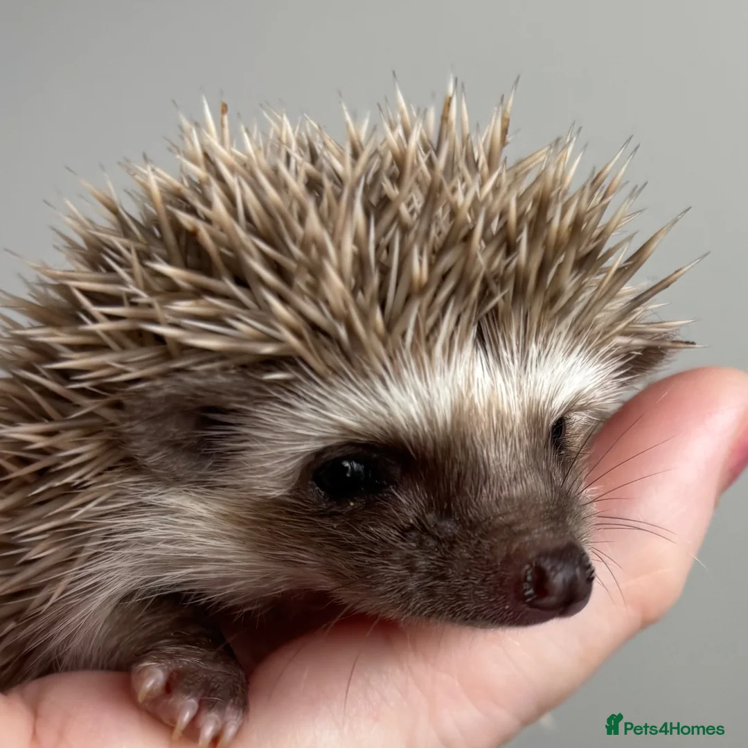 Pygmy Hedgehog rodents for sale: African Pygmy Hedgehog Ethically Bred  - Advert 2