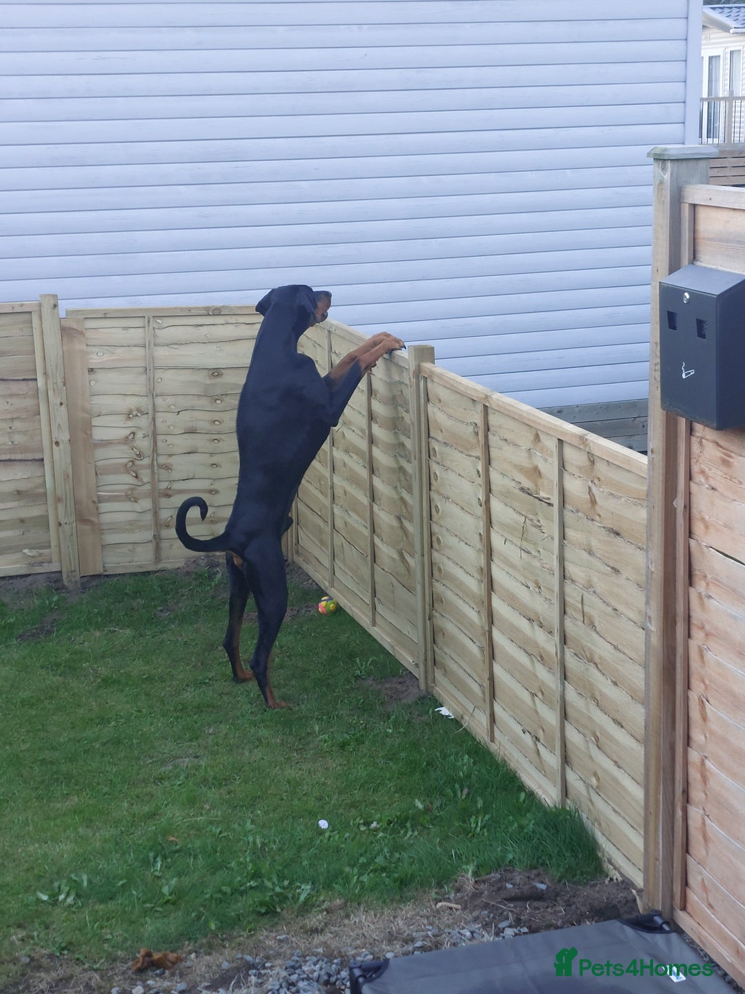 Dobermann dogs for stud: KC registered Black and Red Rust for stud - Advert 5